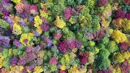 Celebrate Enchanting Autumn Nature Scenes + Fall in Relaxing Music for Stress Relief