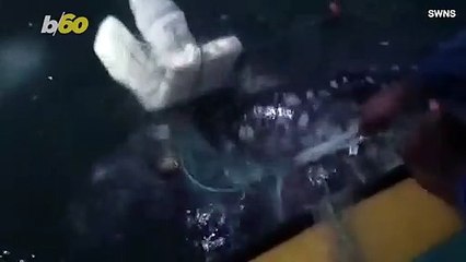 Must See! This is the Moment a Couple of Fisherman Save an Endangered Sea Turtle