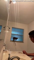 Cheeky Monkey Almost Evades Capture