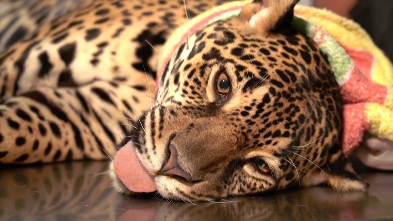 Amazonas: Projekt soll Jaguare retten