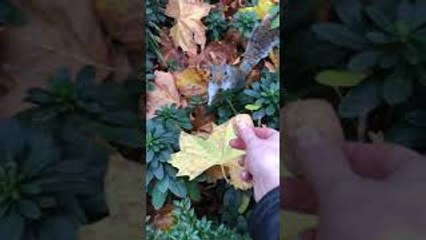 Woman Hands Wild Squirrel a Nut