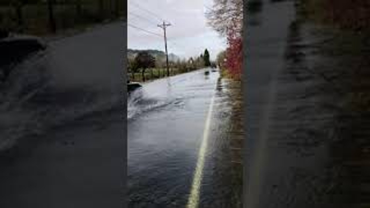 Salmon Swim Across Flooded Road