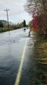 Salmon Swim Across Flooded Road