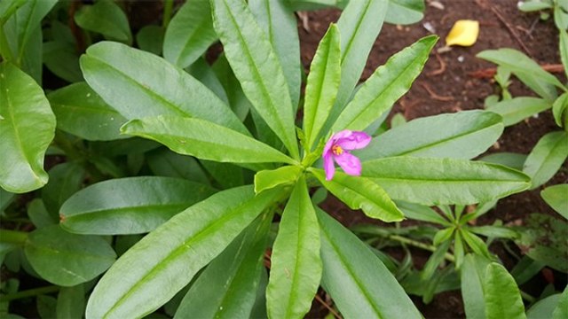 5 Manfaat Kesehatan dari Mengonsumsi Ginseng Jawa