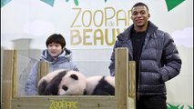 Huanlili et Yuandudu, les pandas du zoo de Beauval, baptisés en présence de Kylian Mbappé