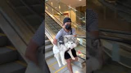 Boyfriend Carries Dog Down the Mall Escalator