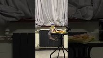 Sneaky Cat Steals Food From Table in Master Plan