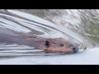 Beaver Flails Over Unusual Smells