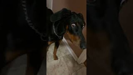 Dog's Eyes are Weirdly Wide