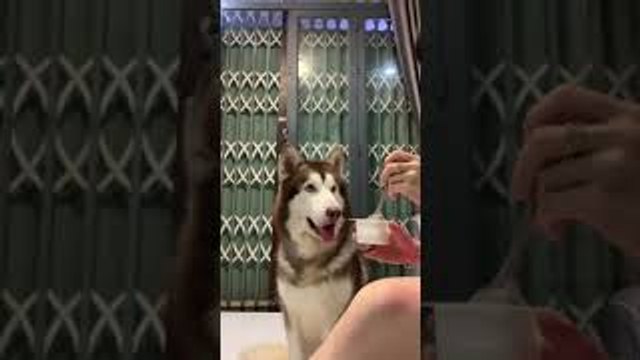 Doggo Drools Over Human Food