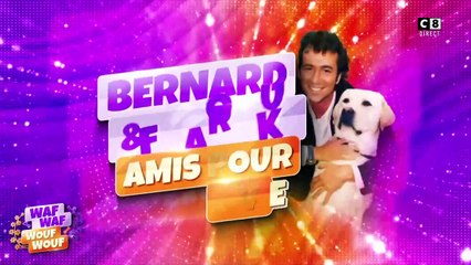 Bernard Montiel submergé par l'émotion en direct sur C8 hier soir en parlant de son labrador Farouk, mort à l'âge de 15 ans en 2008