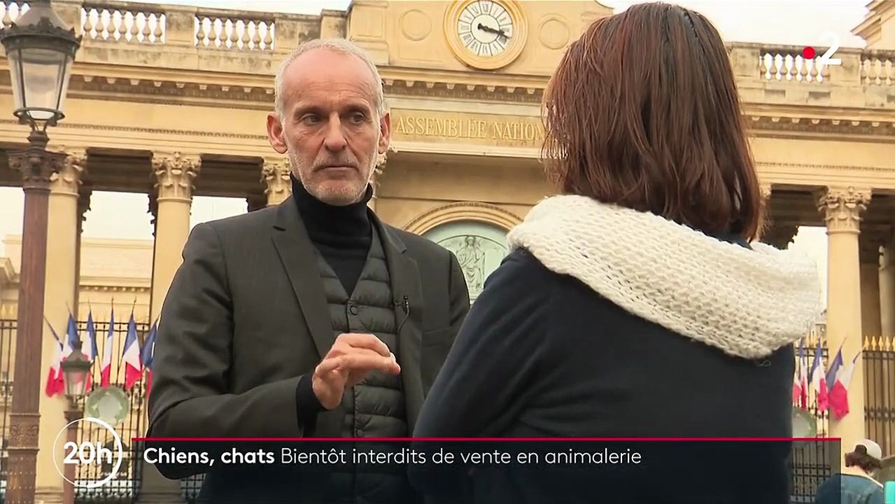 Maltraitance animale : vers la fin de la vente de chiens et chats en animalerie ?