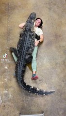 El insólito abrazo de un caimán de 90 kilos a su cuidadora que se hizo viral en redes sociales