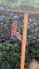 Bird Feeder Invader Mistaken for Squirrel