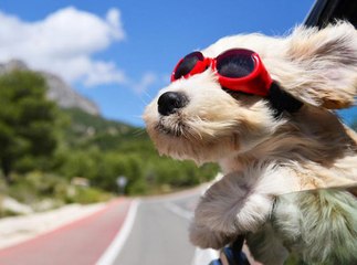 Weird Things Dogs Do and Why They Do Them