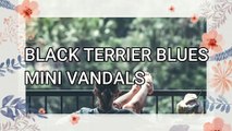 BLACK TERRIER BLUES Jazz & Blues Music No Copyright