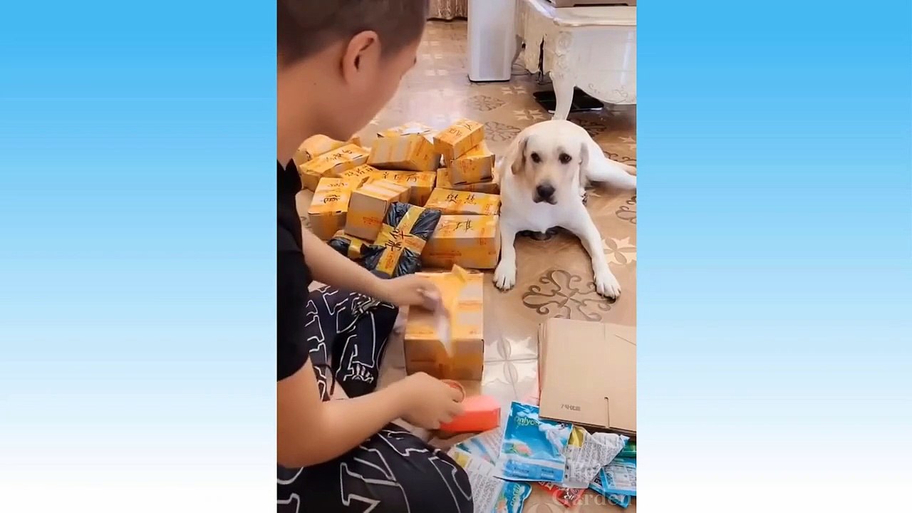 Funniest Cats And Dogs - Awesome Funny Pet Animals Life Video