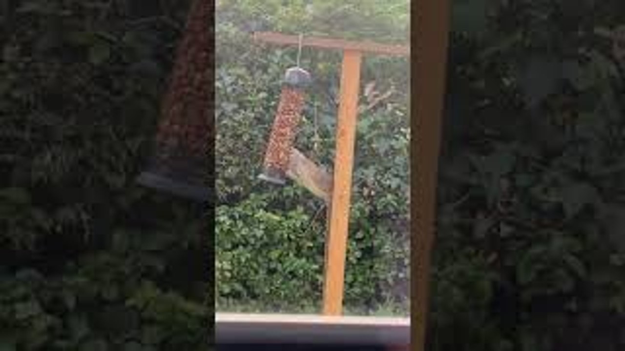 Bird Feeder Invader Mistaken for Squirrel