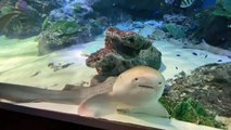 Nurse Shark eating another Nurse Shark´ s tail