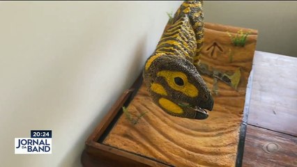 Download Video: Uma nova e rara espécie de dinossauro foi achada no Brasil. A descoberta chamou a atenção por ser um dos mais completos esqueletos já encontrados por aqui. #BandJornalismo