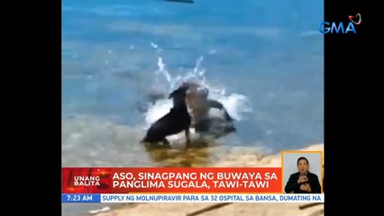 Aso, sinagpang ng buwaya sa Panglima Sugala, Tawi-tawi | UB