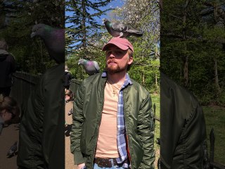 Man Struggles to Get Two Pigeons off of Him at the Park