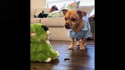complication cat  and funny pets