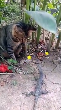 funny videos, memes ,meme videos , meme , instagram memes, funny memes, dailymemes, funny cat ,animal , #memesdaily