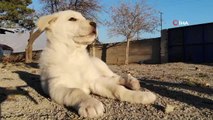 Ölmek üzereyken bulunan yavru köpekler, Özdemir ailesinin neşe kaynağı oldu