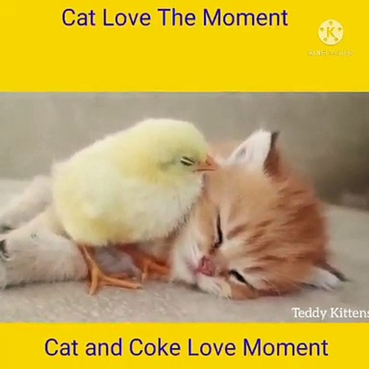 Cat and Coke love the moment video