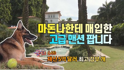 [세상만사] 세계 최고 부자견, 마돈나한테 매입한 호화 저택 팔려고 내놨다 / YTN