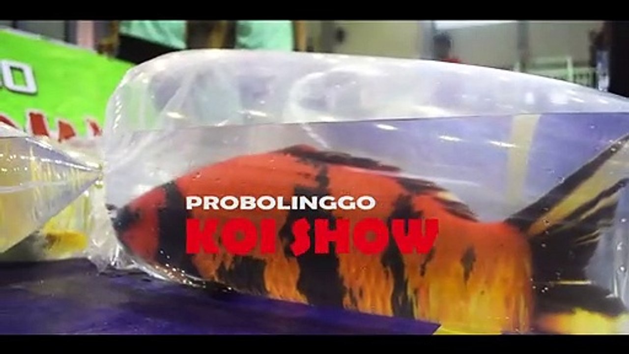 KOI SHOW