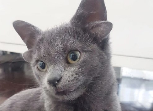 Ce chaton né avec 4 oreilles et 1 coeur blanc sur le ventre va vous faire fondre le coeur