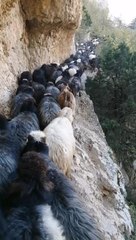 Artvin'de sürü sahiplerinin zorlu coğrafyayla mücadelesi görüntülendi