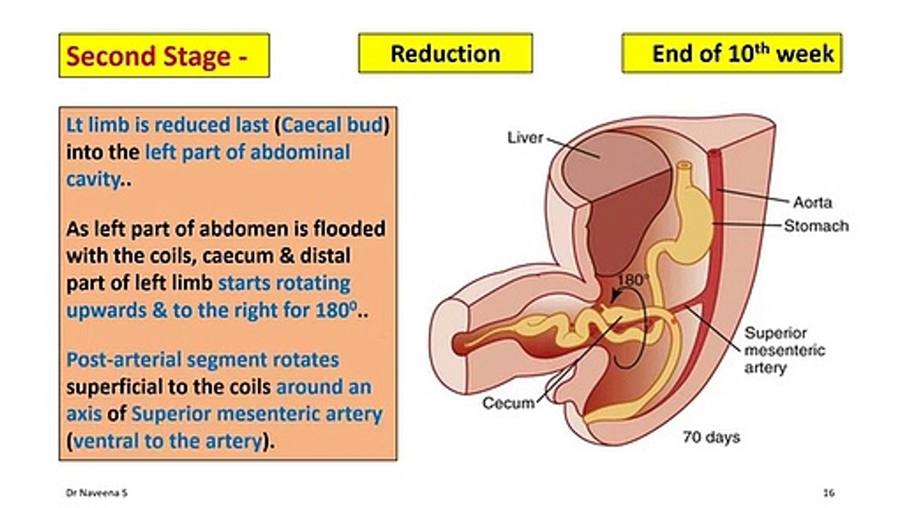 The Development Of Midgut