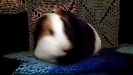 CAVIA PORCELLUS TURMERIC 102_6251