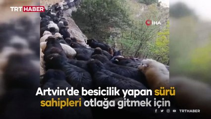 Artvin’de küçükbaş hayvanların zorlu yolculuğu