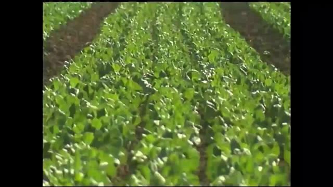 Conservación de agua en California