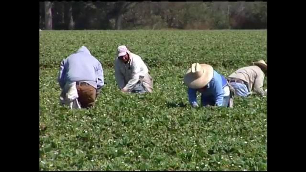 Sequía y escasez de trabajadores