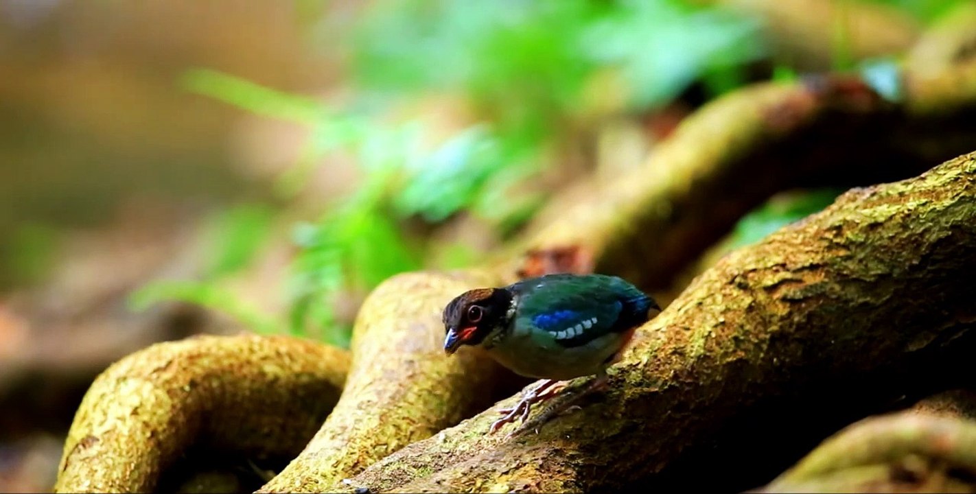 Beautiful Relaxing Music - Stress Relief Music Morning Meditation Music