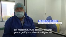 Elevage: des vaccins sur mesure pour réduire la consommation d'antibiotiques