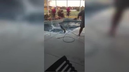 Caimán en una piscina en Lakeland, Florida