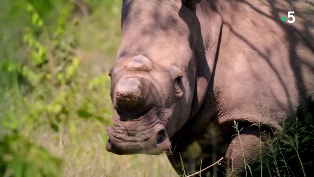 Aventures sauvages en Afrique du Sud
