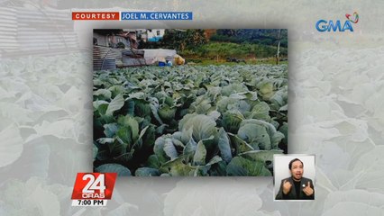 Ilang pananim sa Benguet at Mt. Province, nabalot ng andap o "frost" dahil sa amihan | 24 Oras