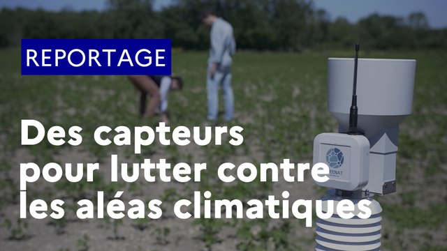 Des capteurs au champ pour lutter contre les aléas climatiques