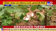 Cotton, Sesame crops at risk due to unseasonal rain showers in Kutch _ TV9News