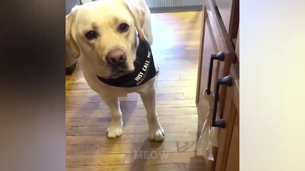 ANGRY Dogs And Cats - Funny Pet Reaction - MEOW CAT #cat #Reaction