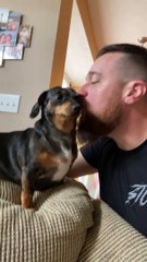 Cute Dachshund Cuddles Into Her Human