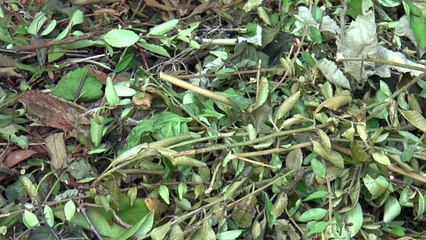 Tonbridge and Malling residents have slammed the council for suspending garden waste services indefinitely