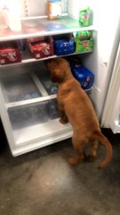 Puppy Climbs Into Fridge to Cool Off